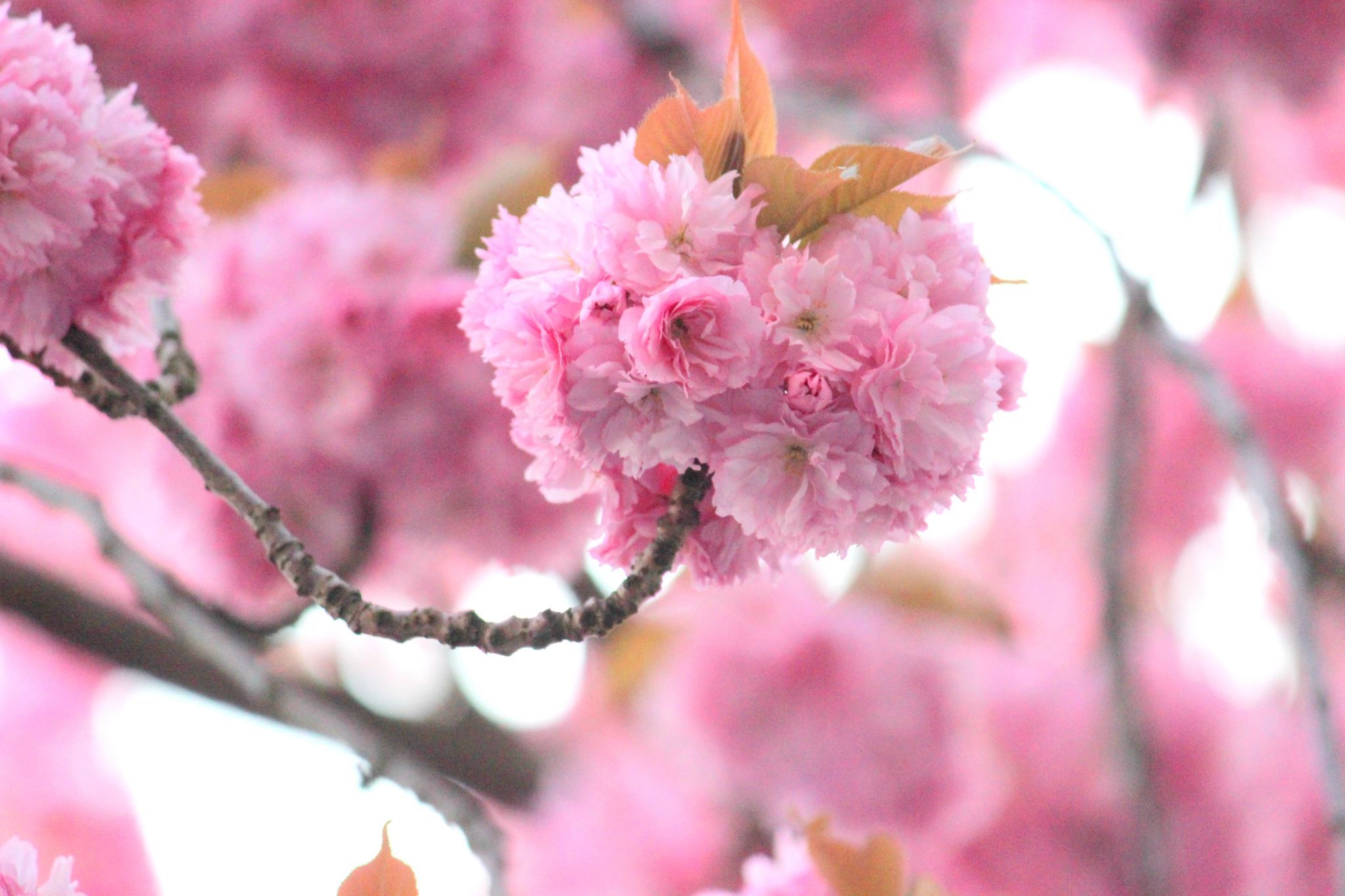Cherry trees at Heerstreet, Bonn, Germany