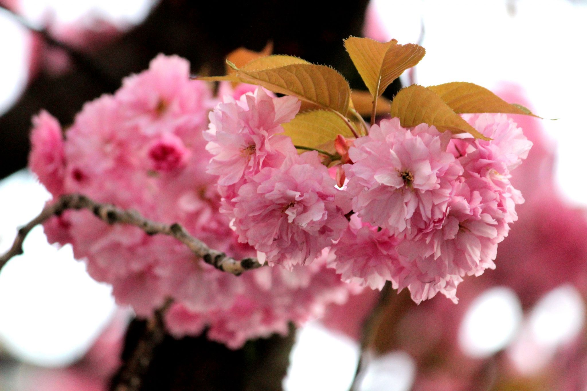 Cherry trees at Heerstreet, Bonn, Germany