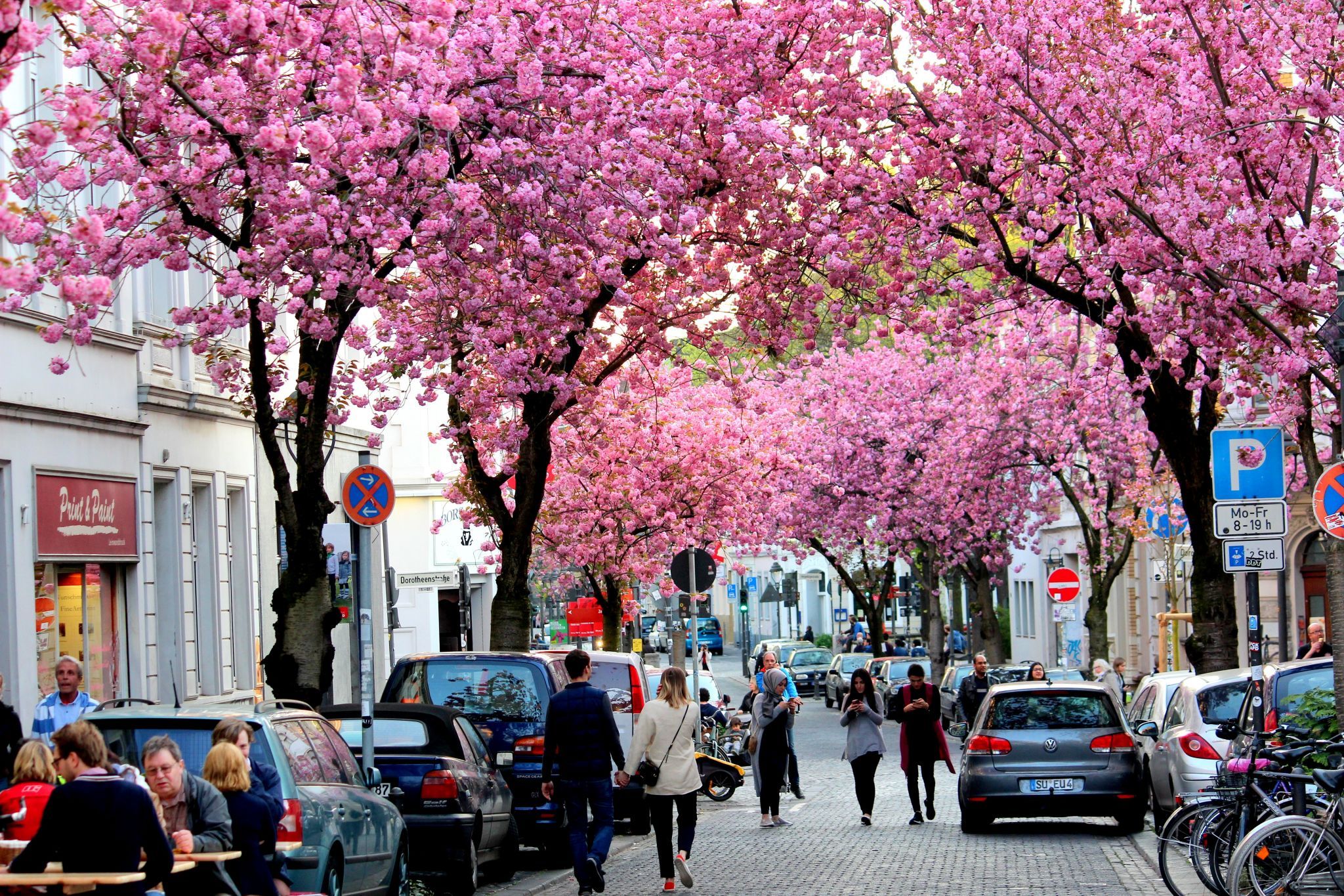 Cherry trees at Heerstreet, Bonn, Germany