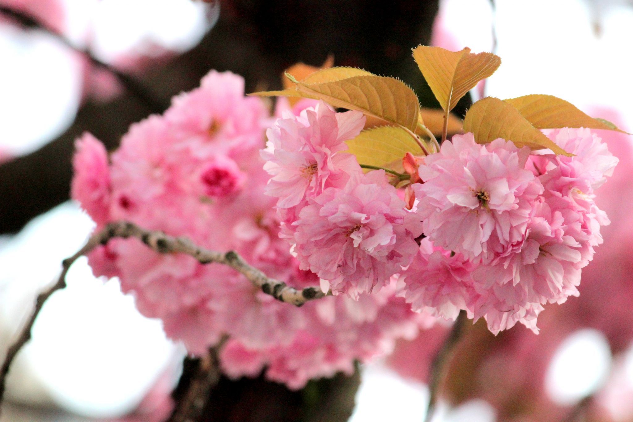 Cherry trees at Heerstreet, Bonn, Germany