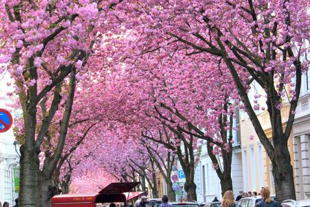 Cherry Blossom Heerstrasse, Bonn