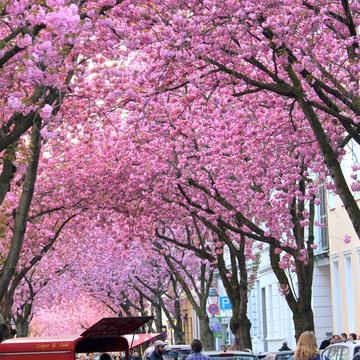 Cherry Blossom Heerstrasse, Bonn, Germany