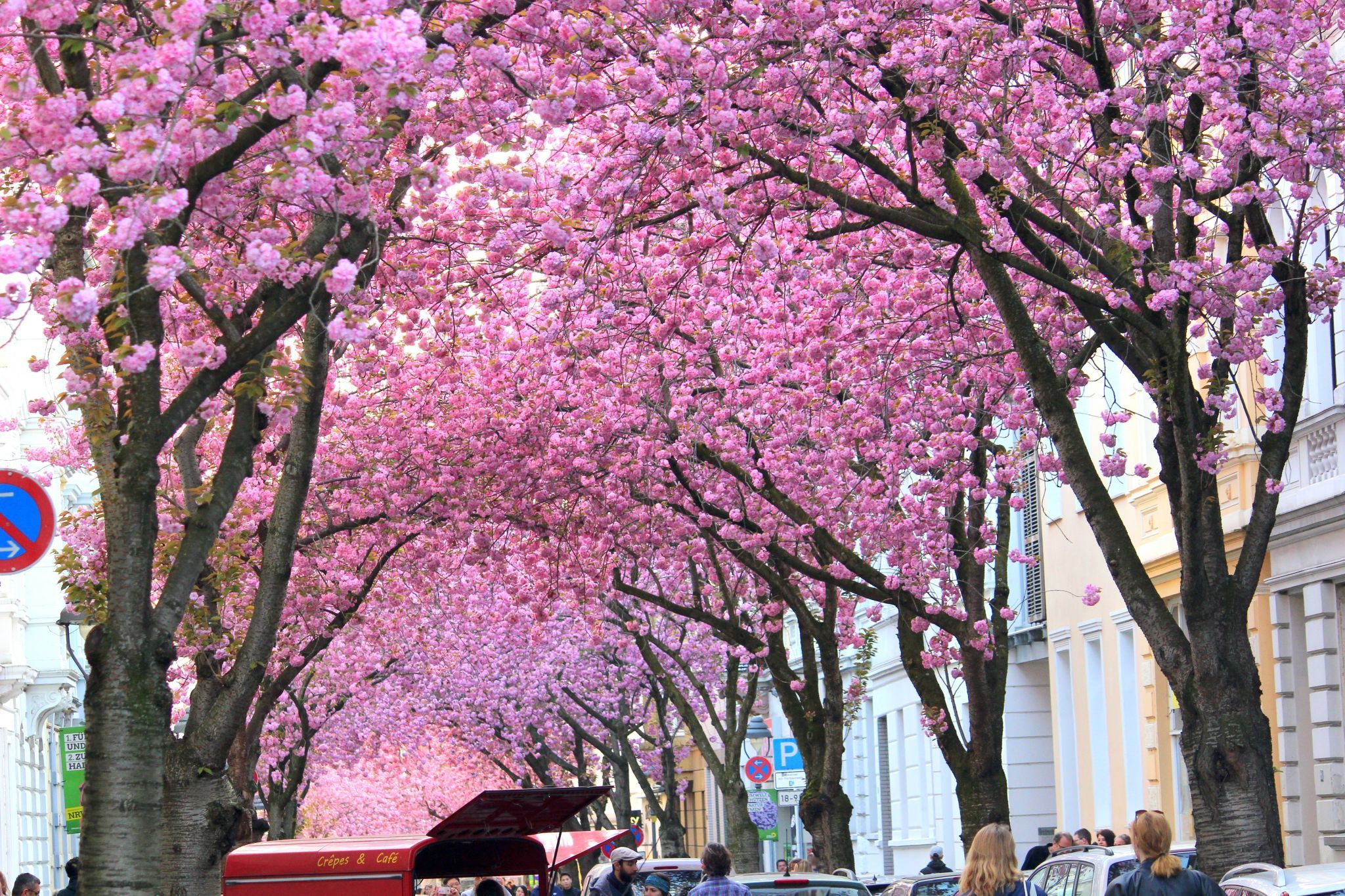 Cherry trees at Heerstreet, Bonn, Germany