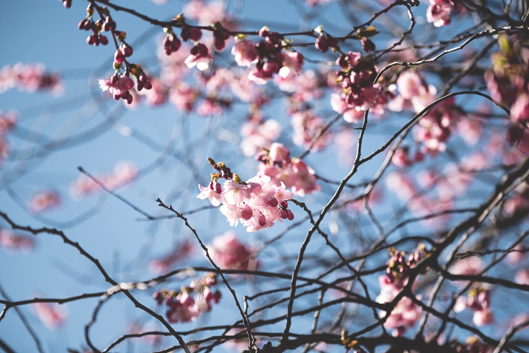 Cherry Blossoms of Kungsträdgården, Sweden