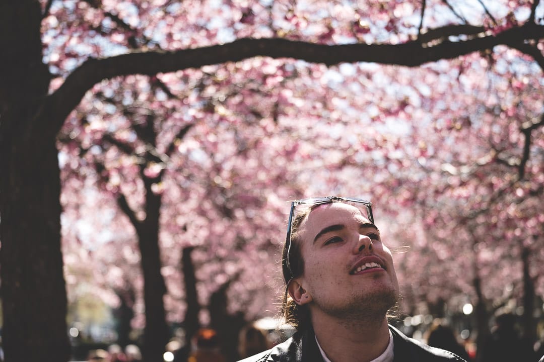 Cherry Blossoms of Kungsträdgården, Sweden