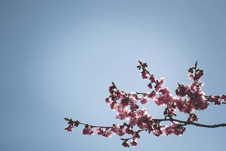 Cherry Blossoms of Kungsträdgården