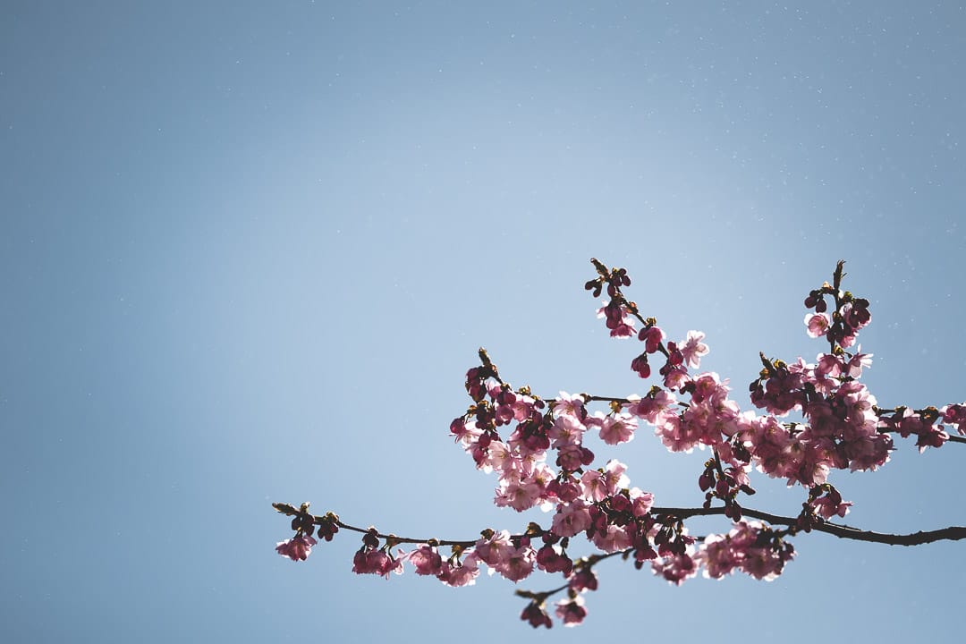 Cherry Blossoms of Kungsträdgården, Sweden