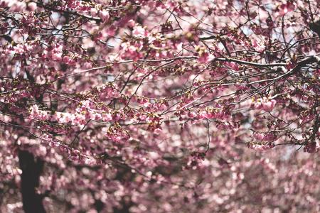 Cherry Blossoms of Kungsträdgården