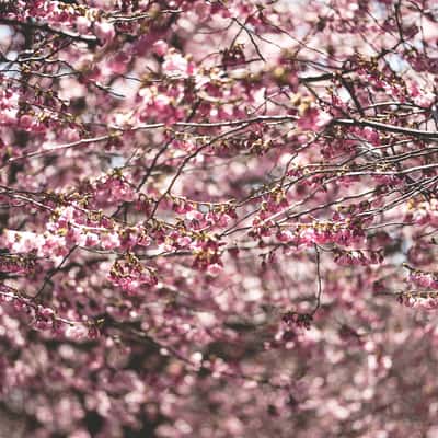 Cherry Blossoms of Kungsträdgården, Sweden