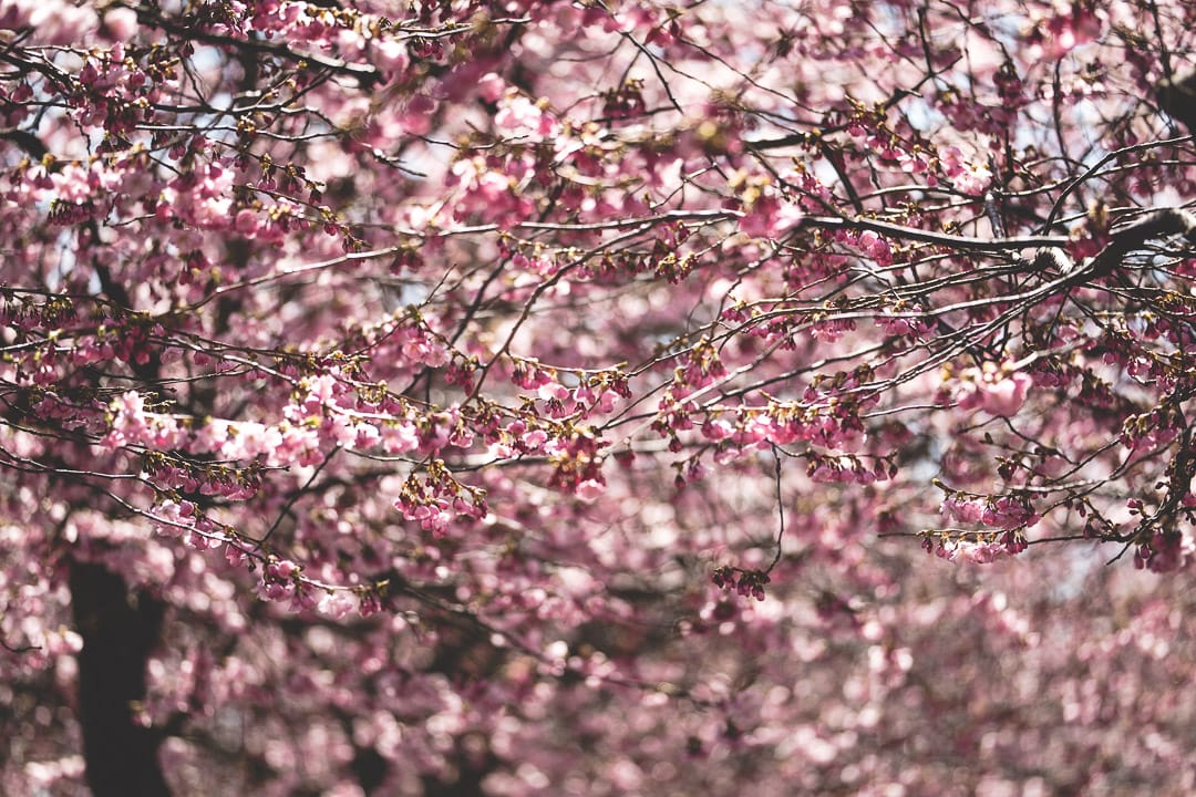 Cherry Blossoms of Kungsträdgården, Sweden