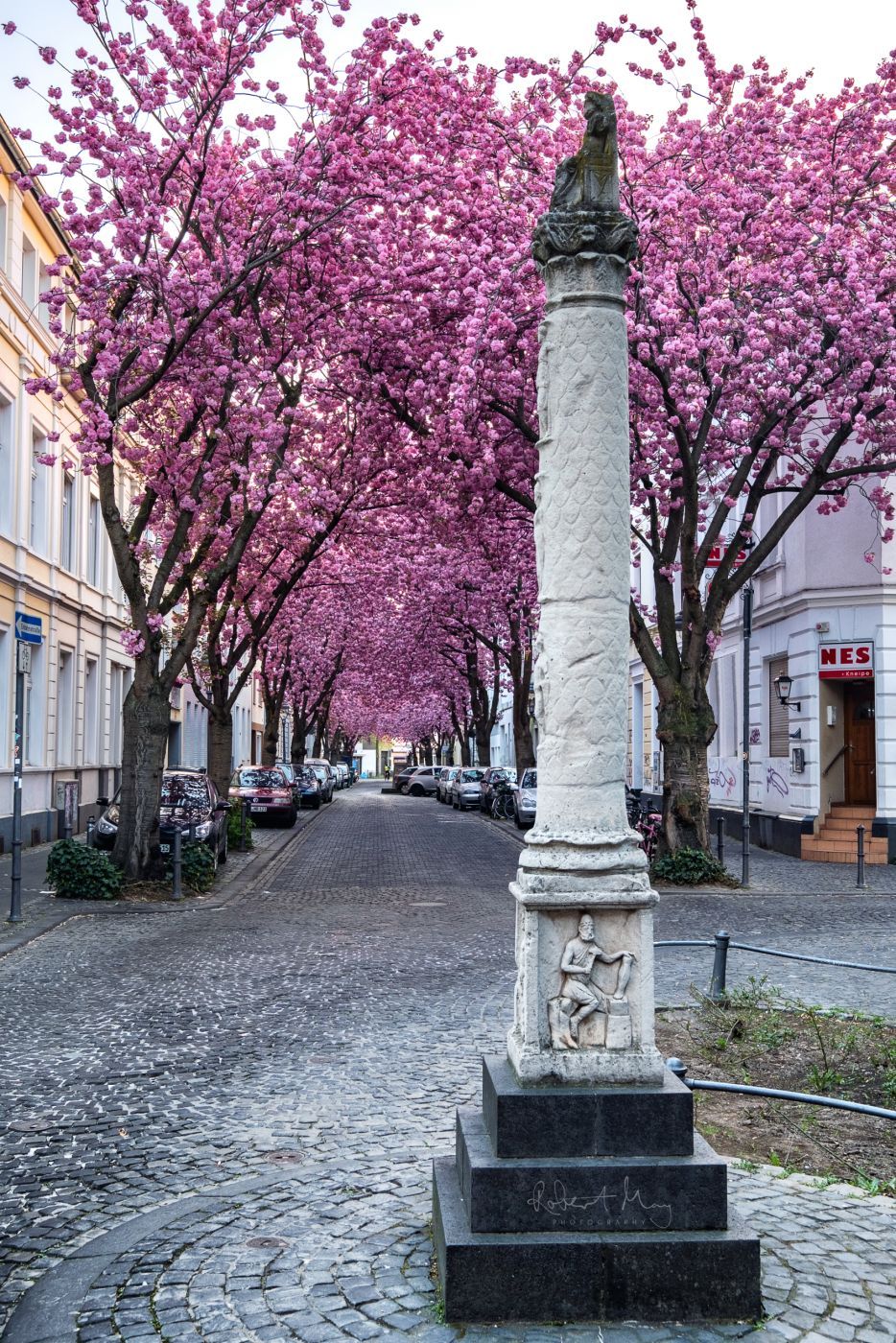 Cherry trees at Heerstreet, Bonn, Germany