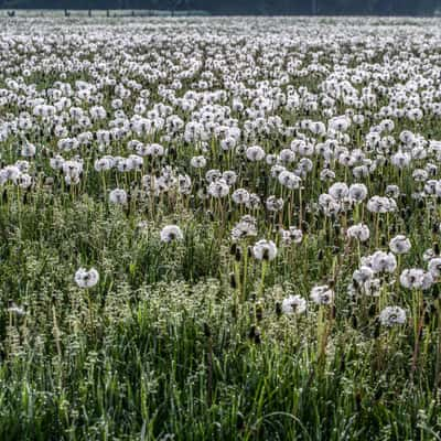 Dandelions, Germany