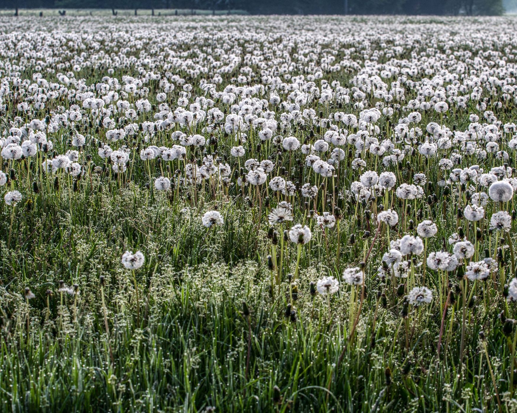 Dandelions, Germany