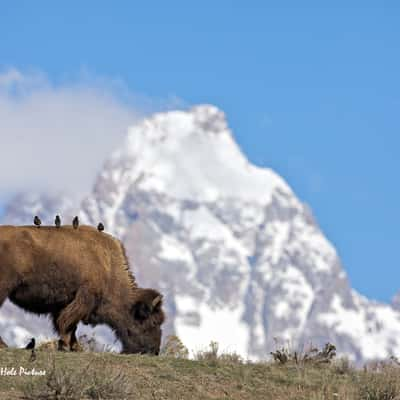 Gros Ventre Road, Grand Teton National Park, USA