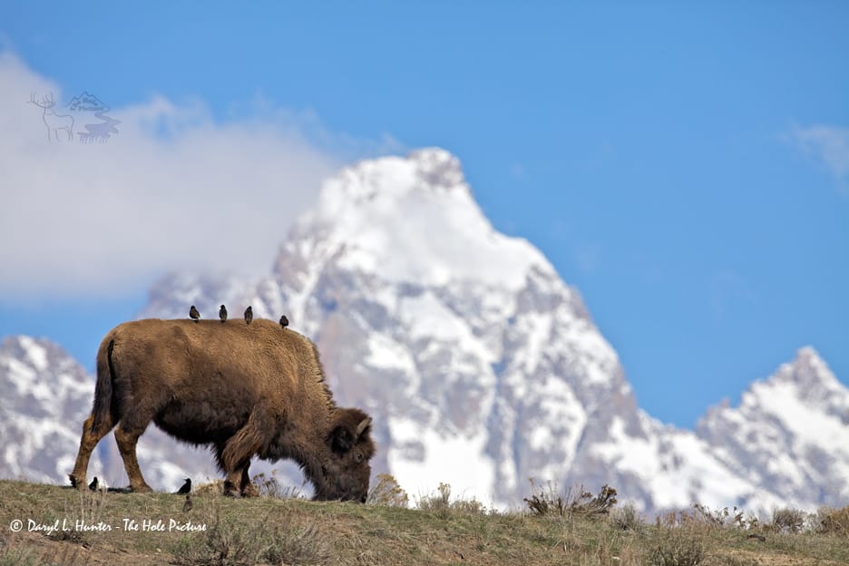Gros Ventre Road, Grand Teton National Park, USA