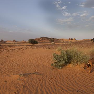 Meroe pyramids, Sudan, Sudan
