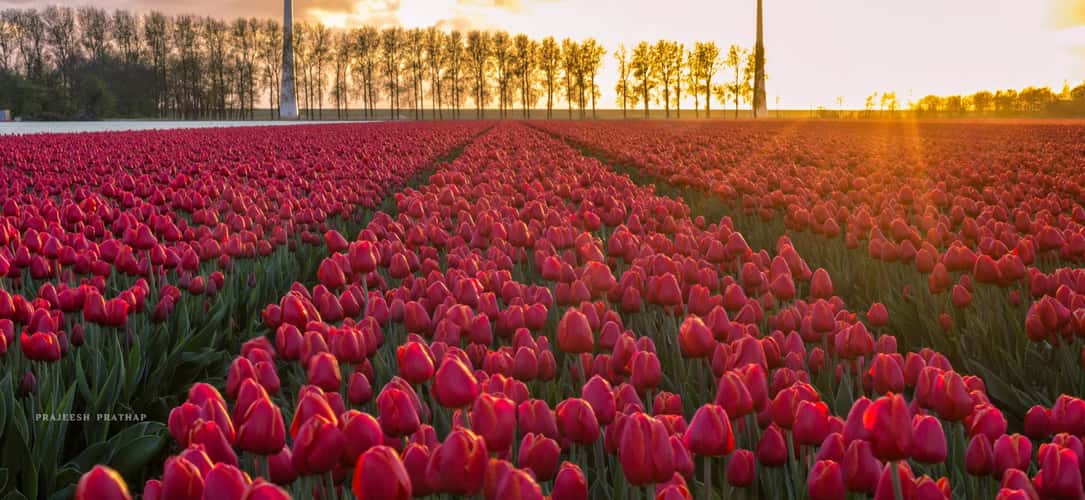 Noordoostpolder, tulip fields