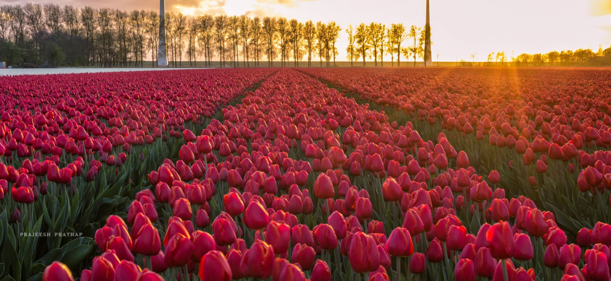 Noordoostpolder, tulip fields, Netherlands
