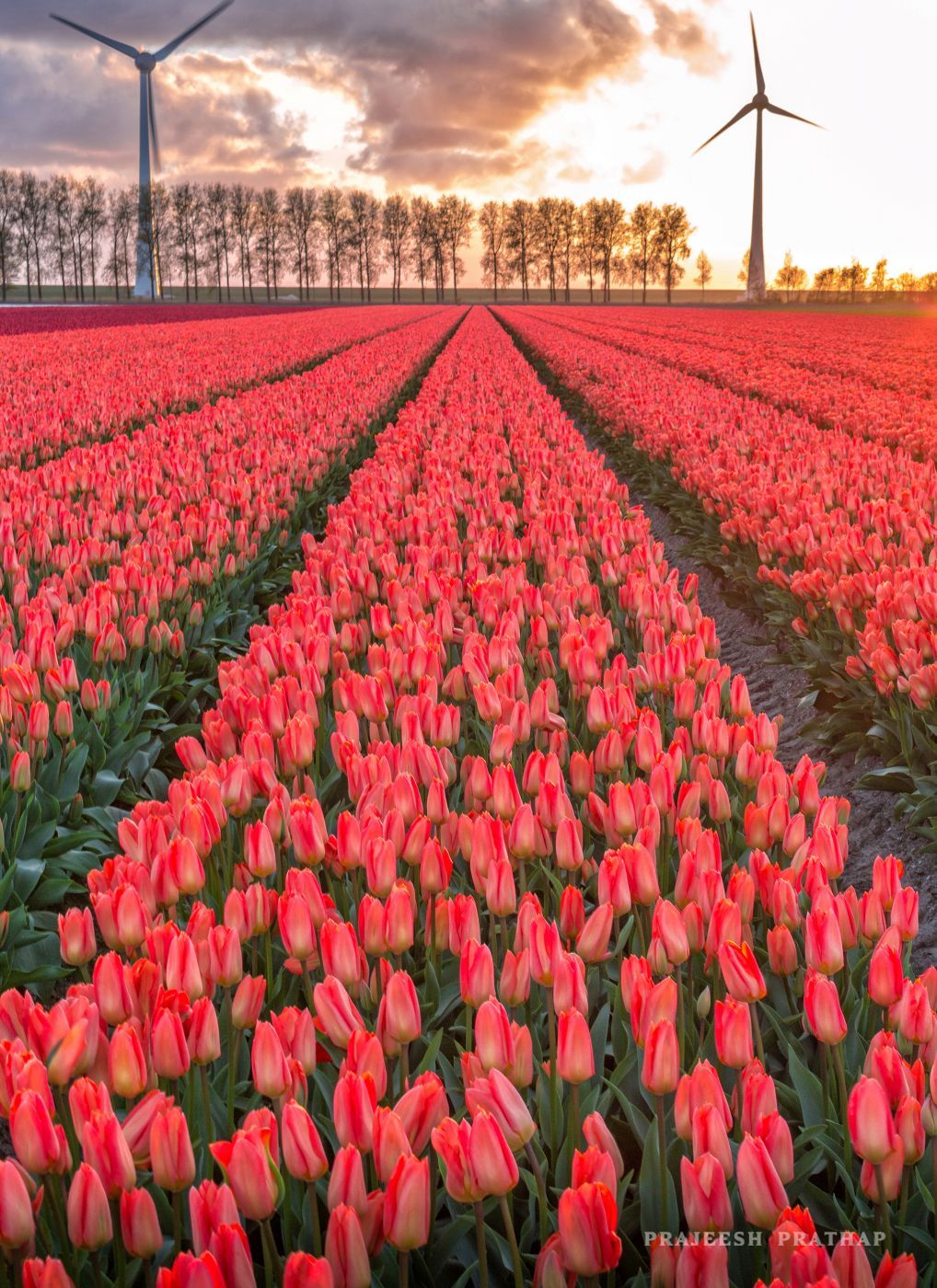 Noordoostpolder, tulip fields, Netherlands