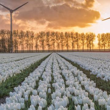 Noordoostpolder, tulip fields, Netherlands