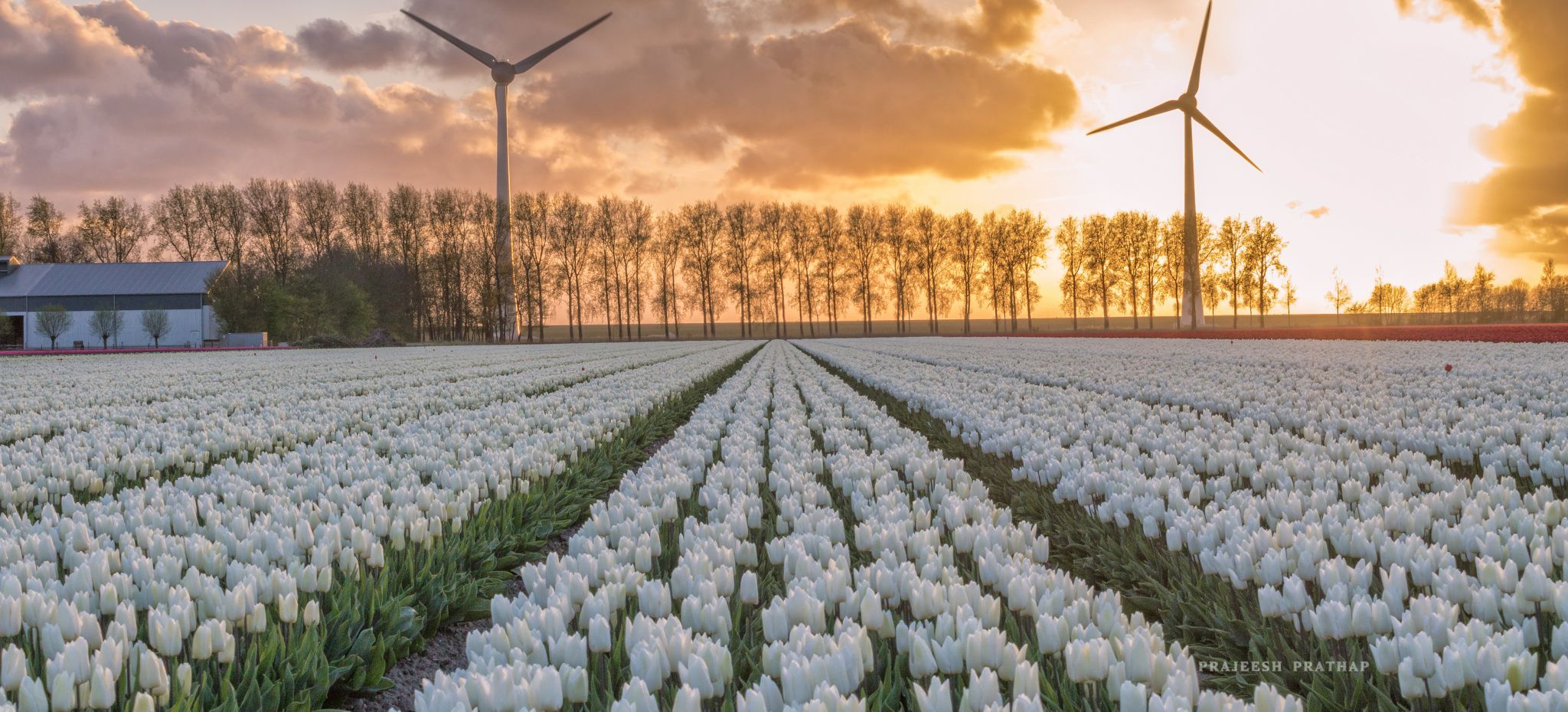Noordoostpolder, tulip fields, Netherlands