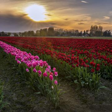 Rozengaarde's Tulip Fields, USA