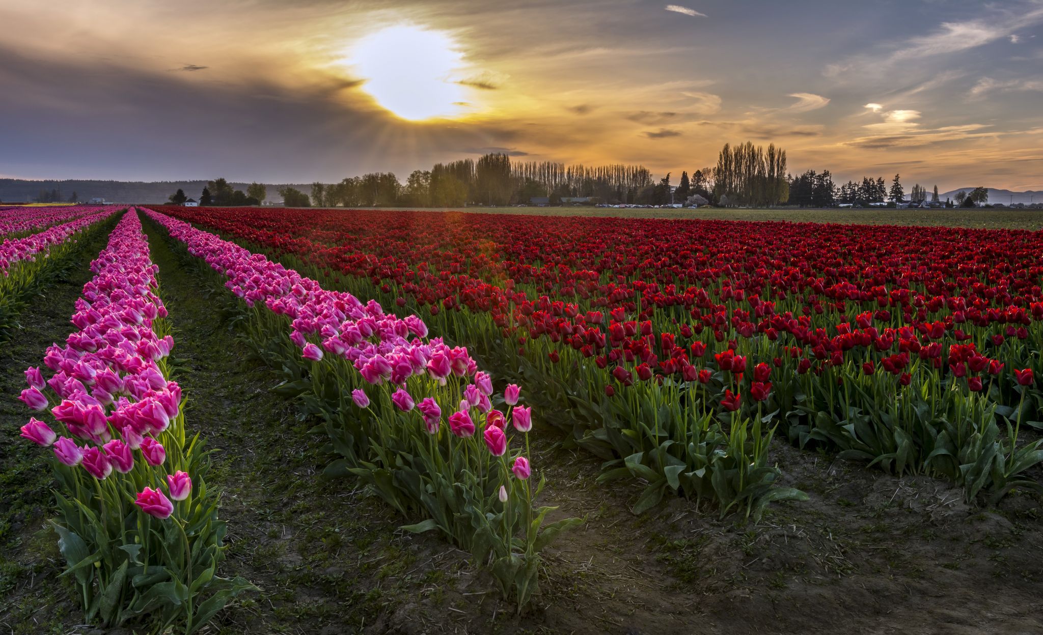 Rozengaarde's Tulip Fields, USA