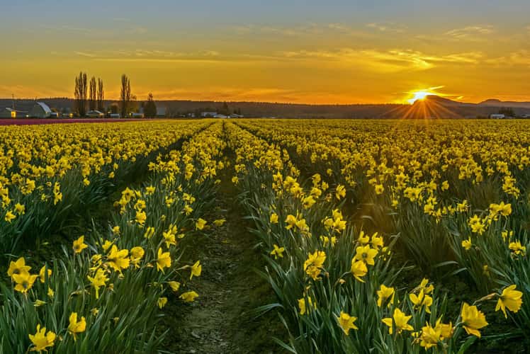 Skagit Valley Daffodils