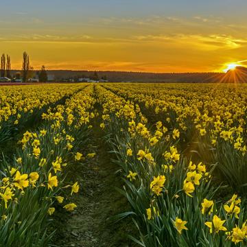 Skagit Valley Daffodils, USA