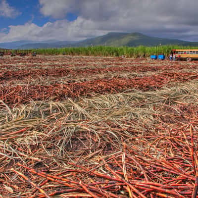 Sugar Cane Harvest in Duckenfield, Jamaica