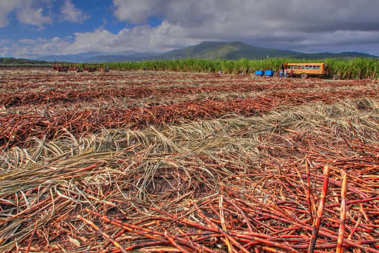 Sugar Cane Harvest in Duckenfield