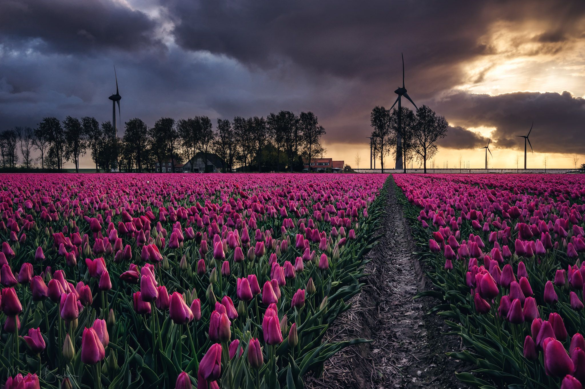 Tulip fields near Espel, Netherlands