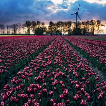 Tulip fields near Espel, Netherlands