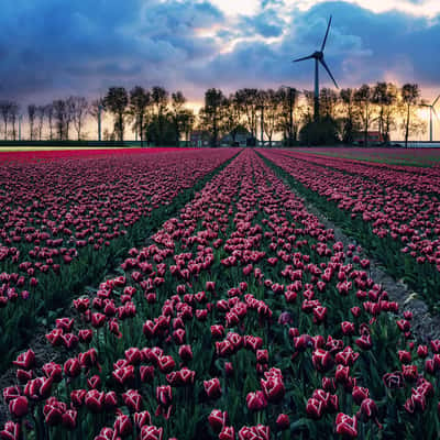 Tulip fields near Espel, Netherlands