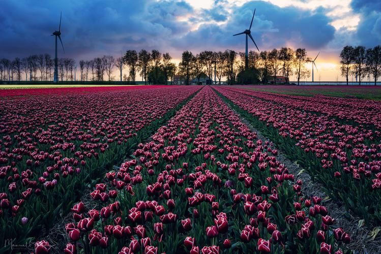 Tulip fields near Espel