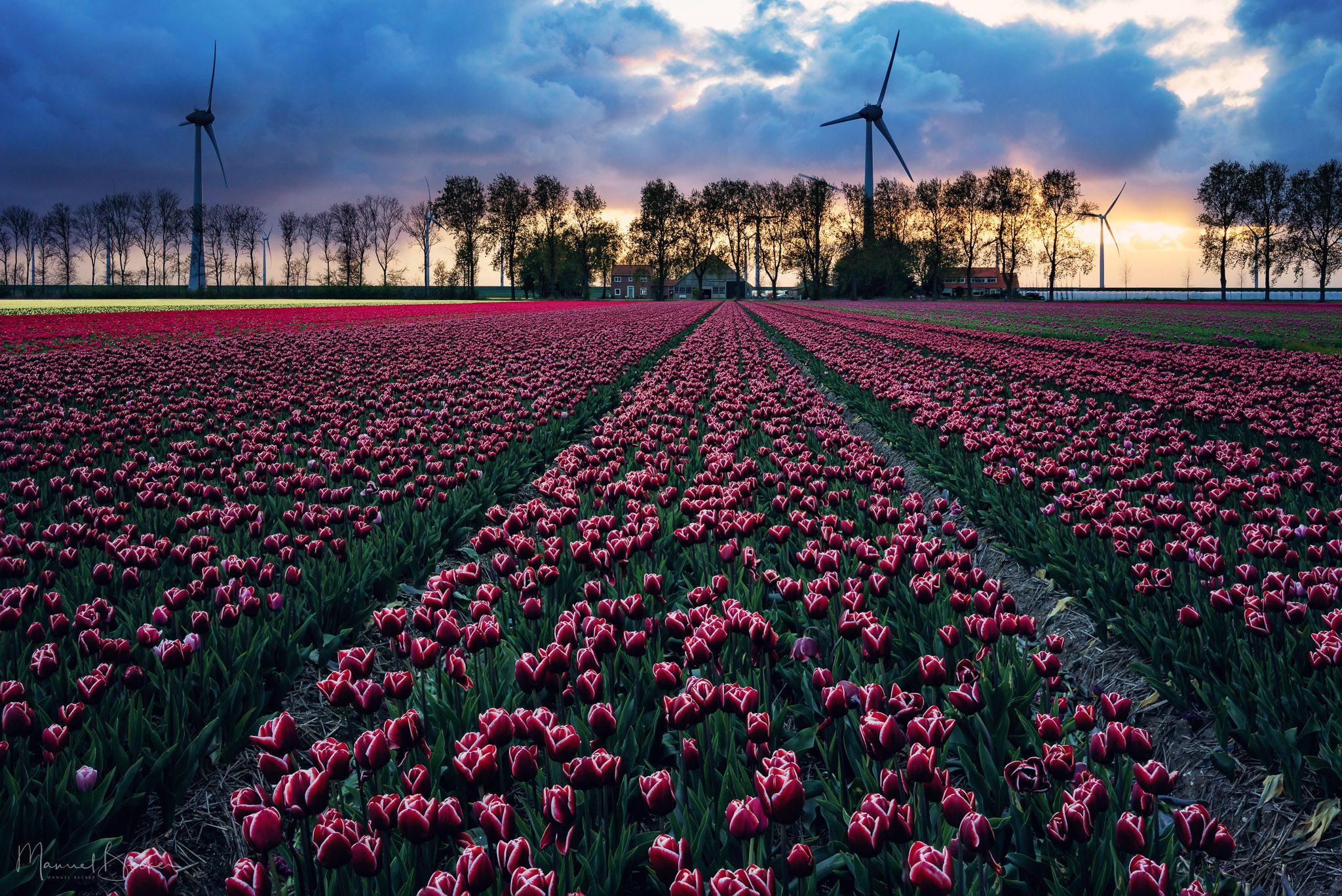 Tulip fields near Espel, Netherlands