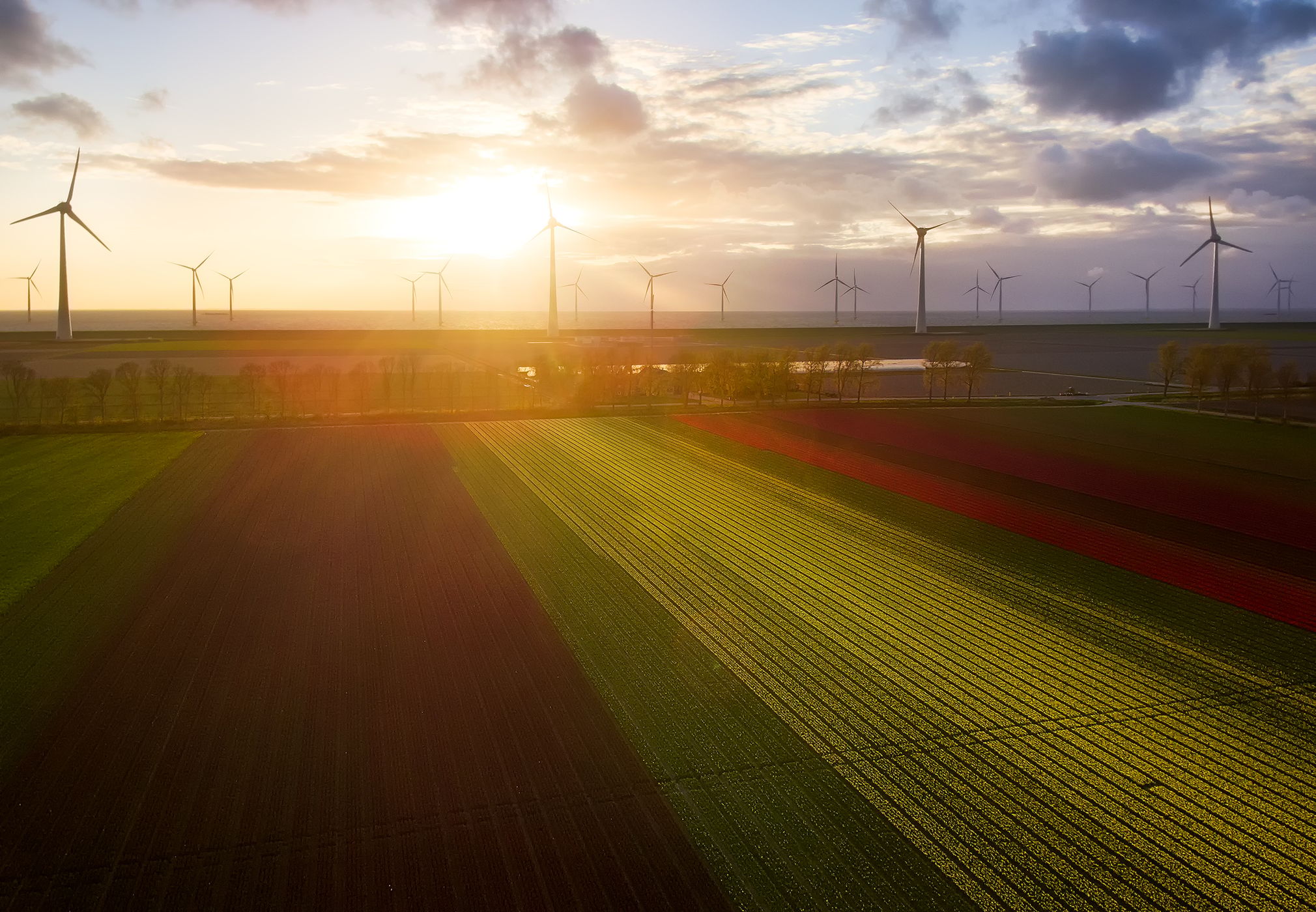 Tulips field (Noordoostpolder), Netherlands