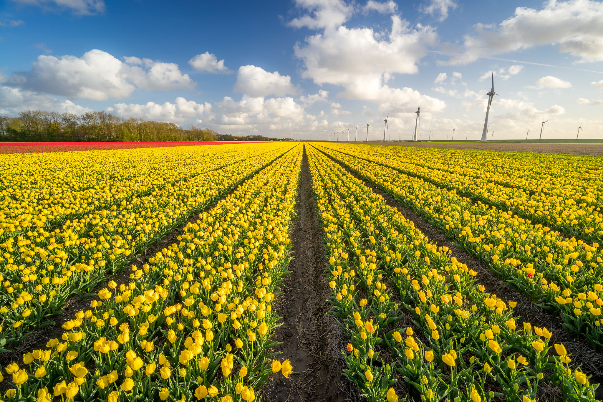 Tulips field (Noordoostpolder), Netherlands