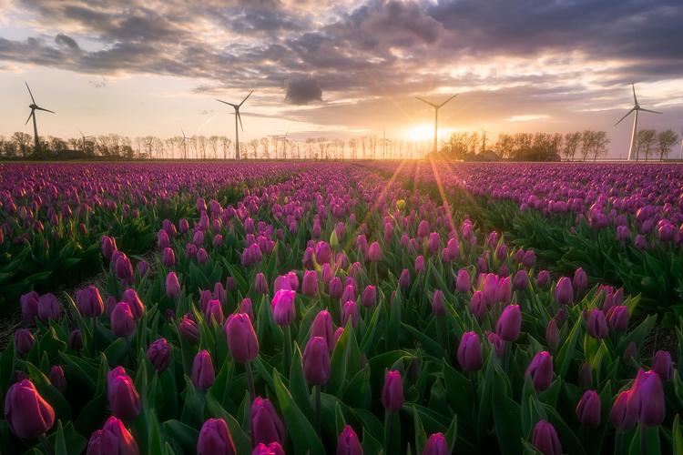 Tulips field (Noordoostpolder)
