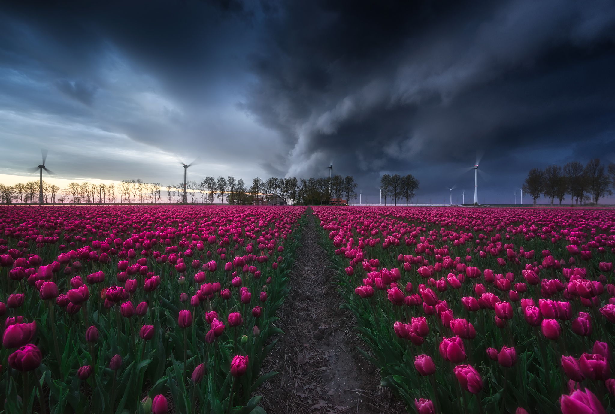 Tulips field (Noordoostpolder), Netherlands