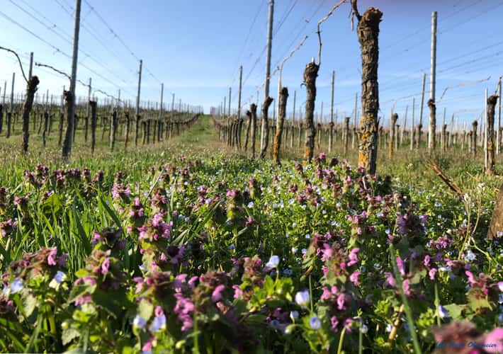 Vineyards in Freiburg-Munzingen