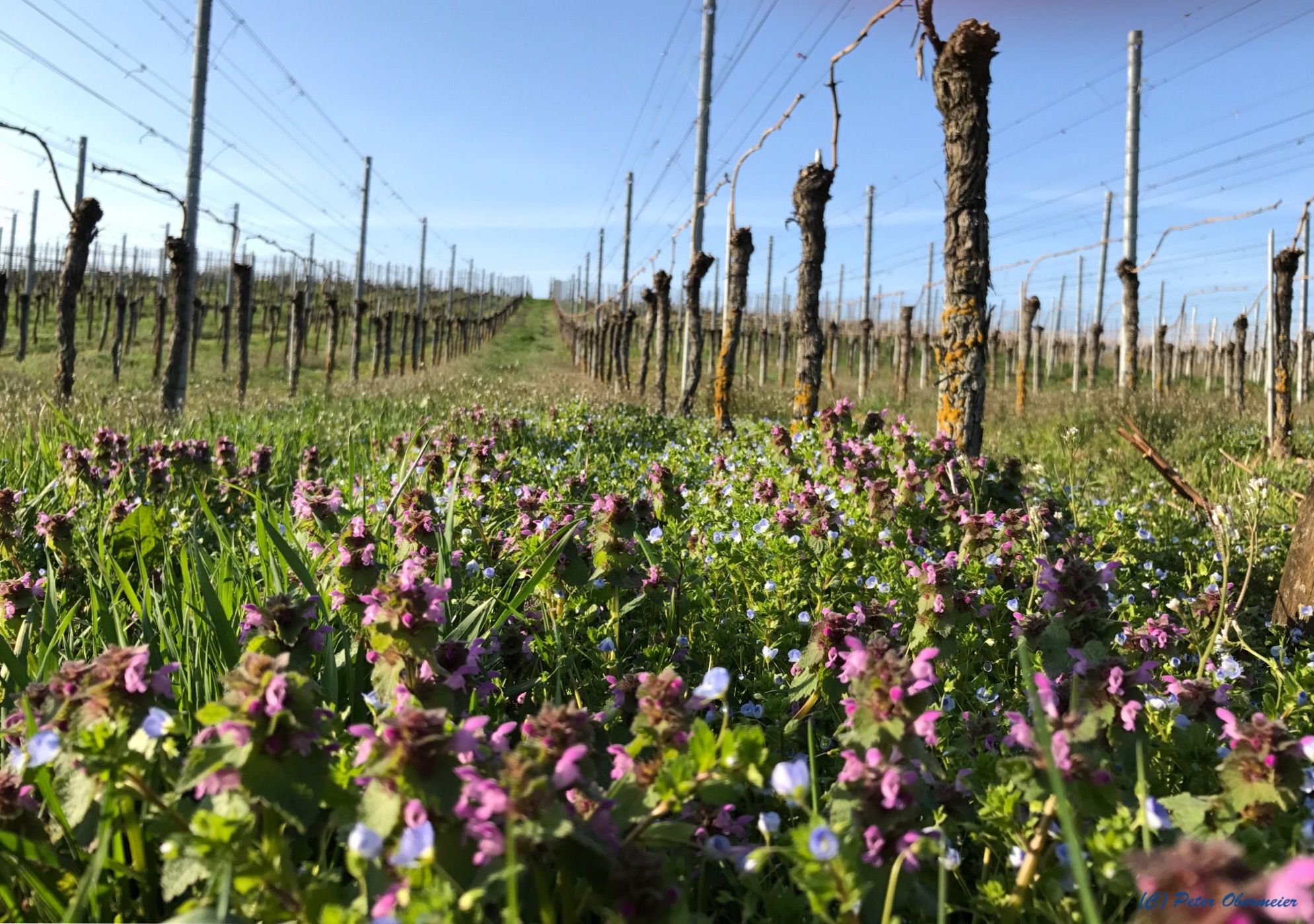 Vineyards in Freiburg-Munzingen, Germany