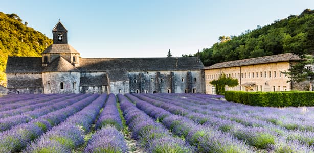 Lavender blossom at Notre-Dame de Sénanque