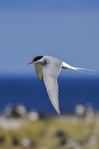 Arctic terns on the Farnes