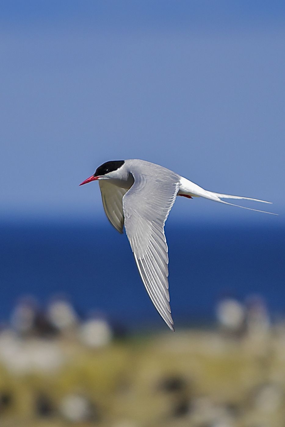 Arctic terns on the Farnes, United Kingdom