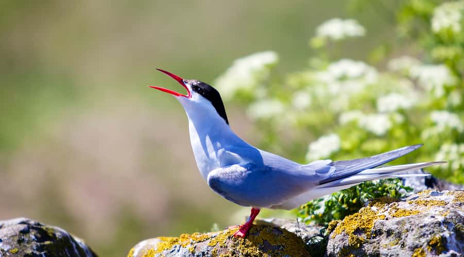 Arctic terns on the Farnes