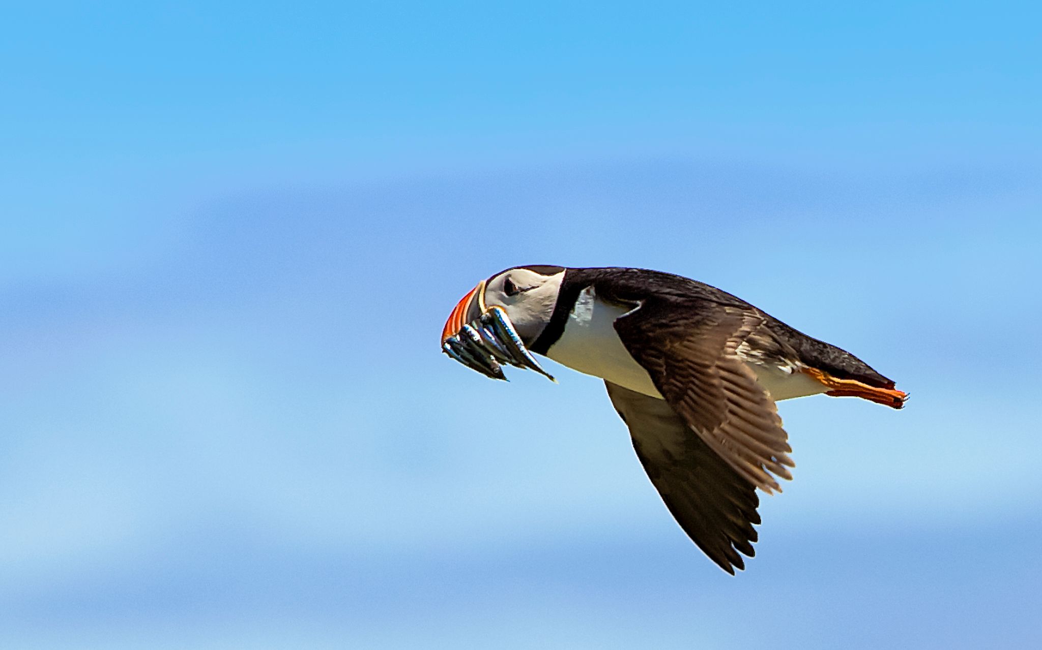 Atlantic puffins on the Isle of May, Scotland, United Kingdom