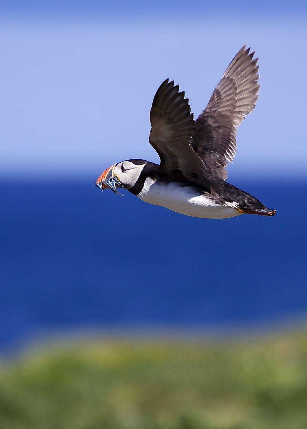 Atlantic puffins on the Isle of May, Scotland, United Kingdom