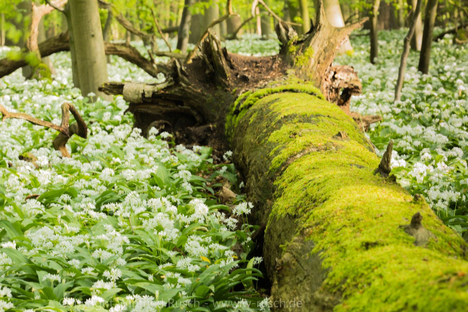 Bärlauchblüte, Germany