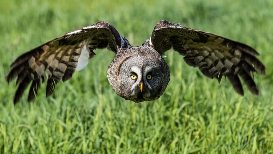 Birds of prey in Noord-Brabant (Netherlands)
